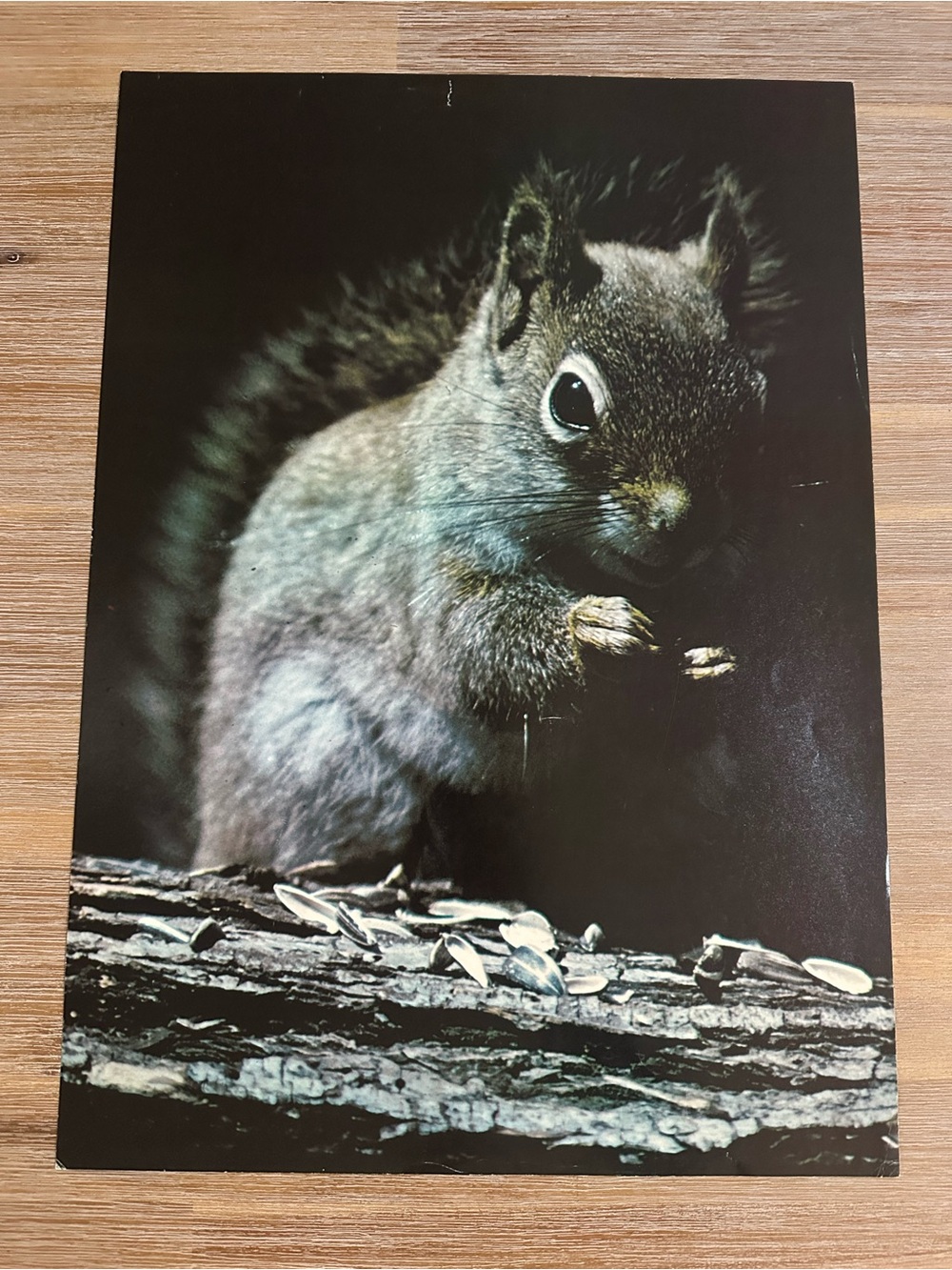 Vintage Cute Squirrel Eating Sunflower Seeds Photography Poster Print Wall Art